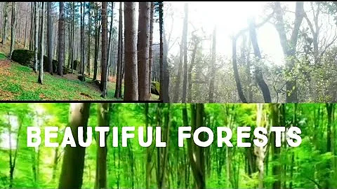 AmazingTrees and forests 4k films