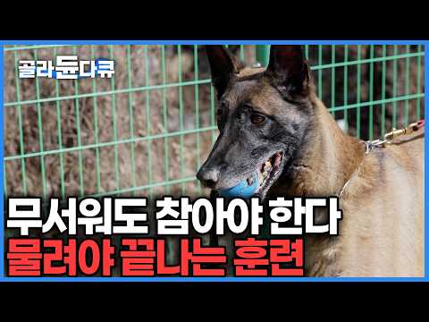"솔직히 저도 무섭습니다" 전속력으로 달려오는 맹견 앞에서도 절대 팔을 내리지 않는 훈련사들의 독한 수업｜반려견 훈련소 24시｜극한직업｜#골라듄다큐