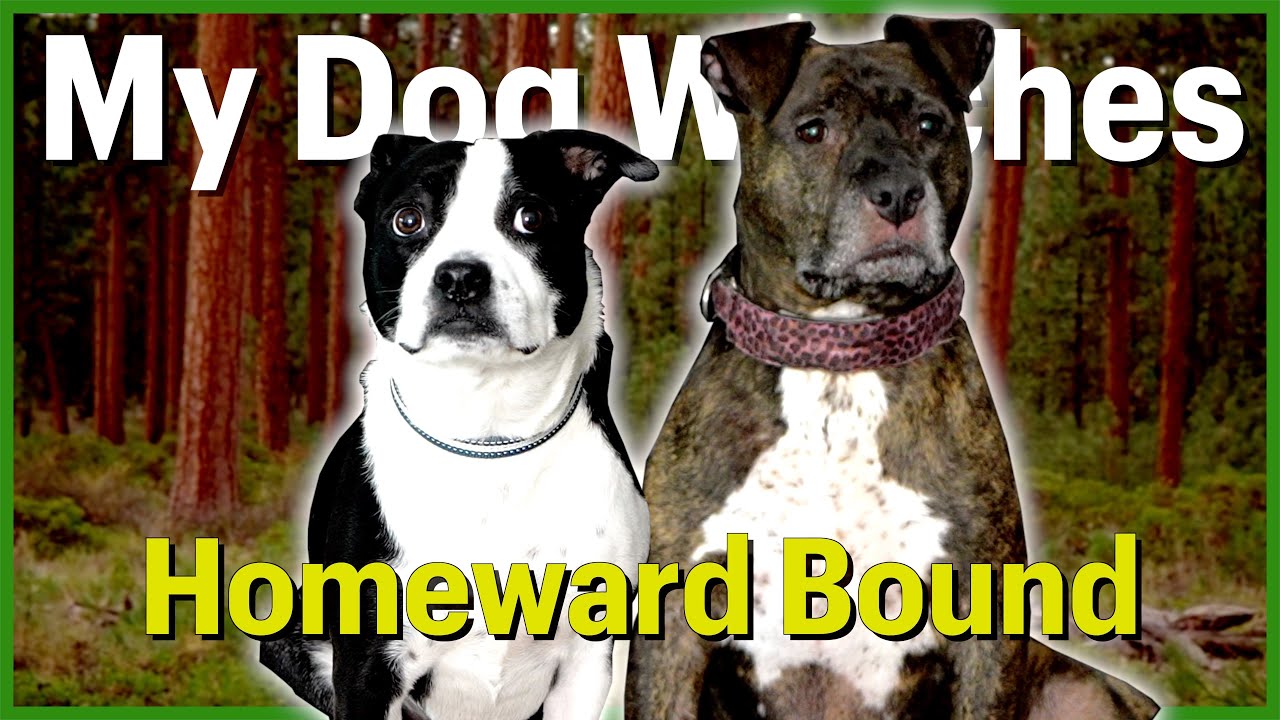 My DOG Watches Homeward Bound for the FIRST time!