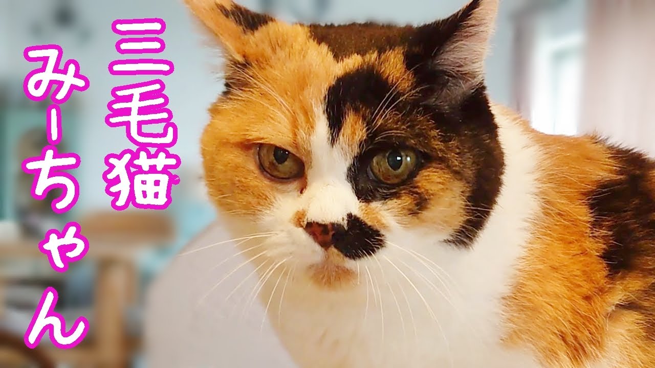 三毛猫ミーちゃん15歳の日常 - YouTube