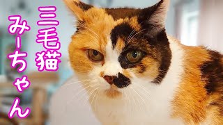 三毛猫ミーちゃん15歳の日常 - YouTube
