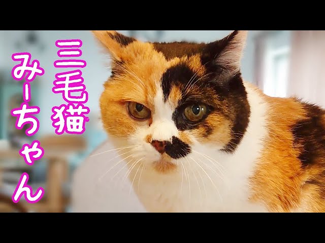 三毛猫ミーちゃん15歳の日常 - YouTube