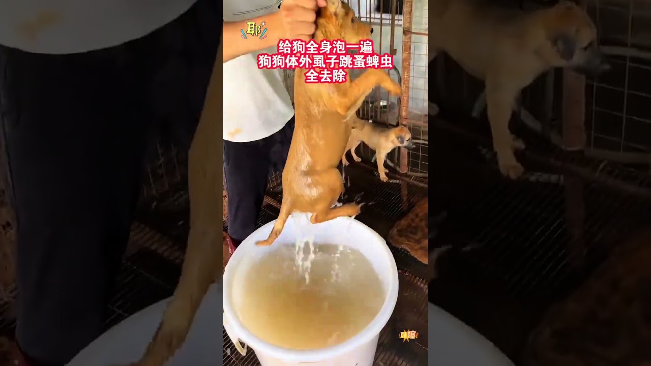 Adorable Rural Pups: Discover the Joy of Dog Ownership in Chinese Villages