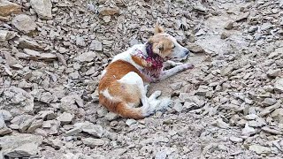 Covered in blood, he patiently waited for rescue.