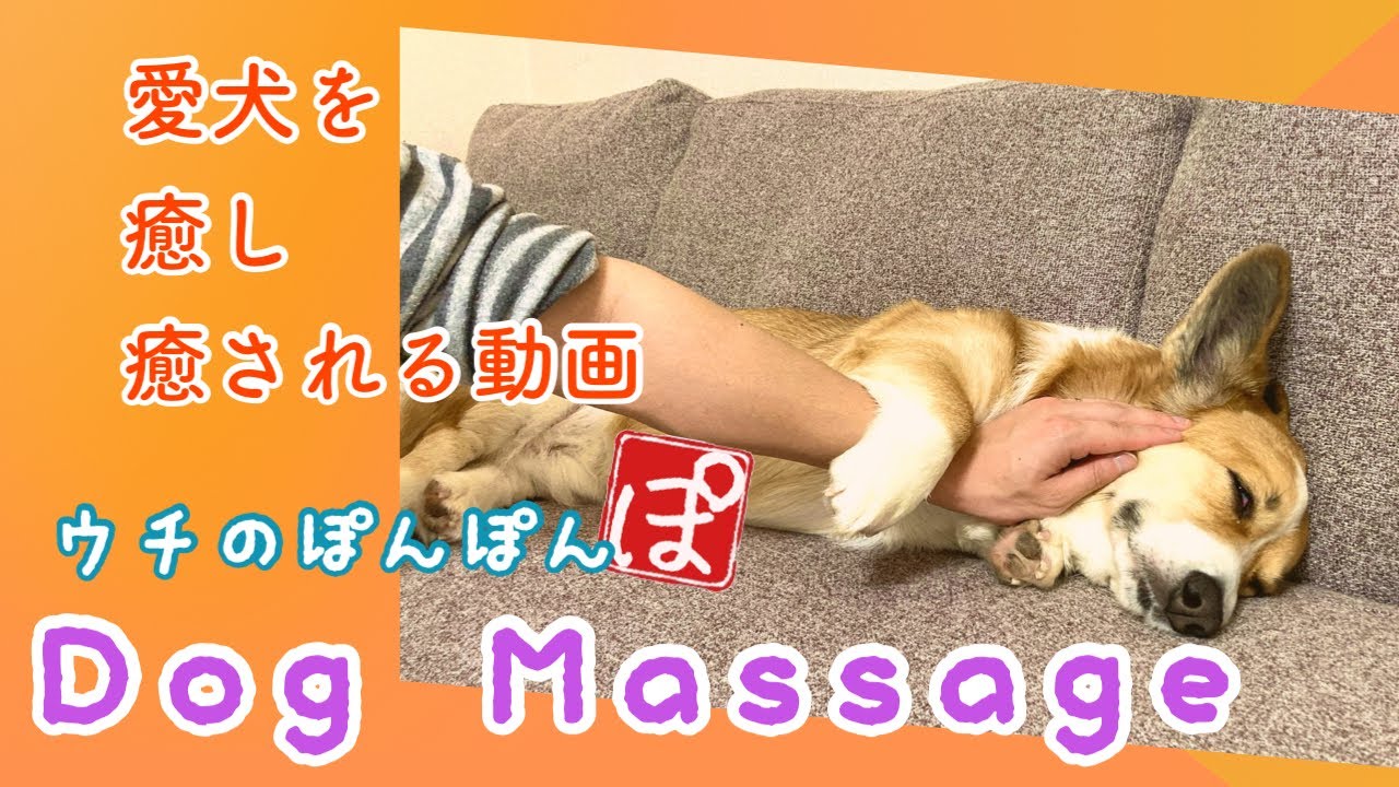 4分で完結できる犬のマッサージ【 Dog Massage 】2023年もウチのぽんぽんマッサージ YouTube