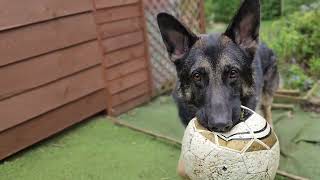 GERMAN SHEPHERD PLAYING WITH HIS BALL IN THE GARDEN