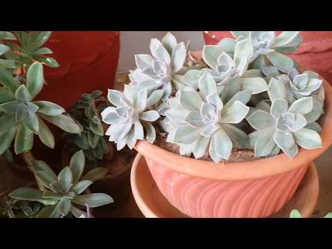 ቪዲዮ: የ Echeveria ዓይነቶች (32 ፎቶዎች) - ዝርያዎች “ሚራንዳ” ፣ “ሻቪያና” እና “ላው” ፣ ግርማ ሞገስ ያላቸው እና አጋዌ ኢሬቬሪያ ዓይነቶች