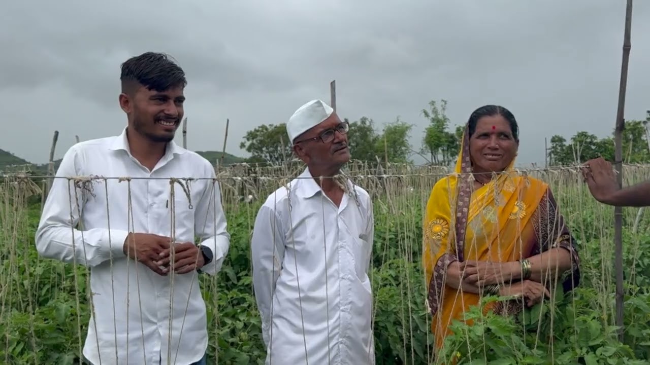 SCTवैदिक🍅टोमॅटोचे 30गुंठ्यात 15 लाख‼️68 वर्षाचे जोडपे आजही स्वत: पिकवते तरूणांना लाजवनारे टोमॅटो‼️