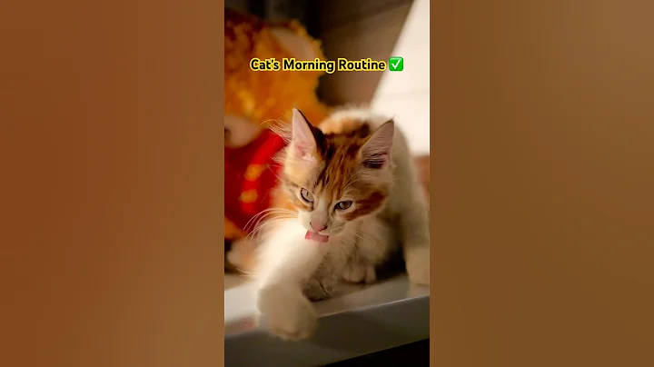 Video 9154231: mainecoon cat kitten, mainecoon catplaying, feline, grooming