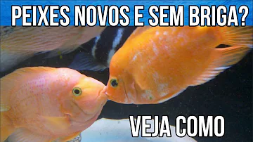 Como acalmar peixe?