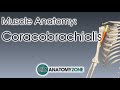 Coracobrachialis | Muscle Anatomy