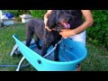 Booster bath dog grooming bathtub