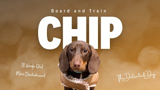 18 Week Old Puppy OFFLEASH in a Store⁉  Chips 3 Week Board and Train