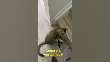 Lazy cat doesn’t want to get up.