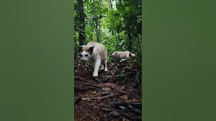 Video 8597541: forest cat pets, cat feline pet, cat pets gatos