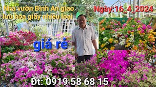 Ngày:16_4_2024 Nhà vườn Bình An giao lưu hoa giấy nhiều loại