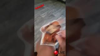 Breakin Newz - Wubbzy Gets Attacked By Amelia! | Ft. Linny The Guinea Pig Breakin Newz - Wubbzy Gets Attacked By Amelia! | Ft. Linny The Guinea Pig