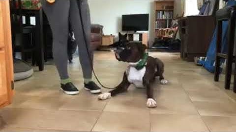 Teach the Down Command on Leash