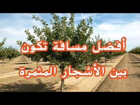 فيديو: إلى أي مدى يمكن زراعة أشجار التفاح؟ ماذا يجب أن يكون بين الأشجار عند زراعة البستان؟ مخطط زراعة أشجار التفاح في الموقع والمسافة من السياج ومن المنزل