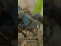 The Ant and the Dove