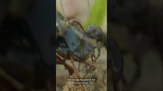 The Ant and the Dove