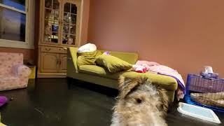 Wire Fox Terrier Sneaky Attack