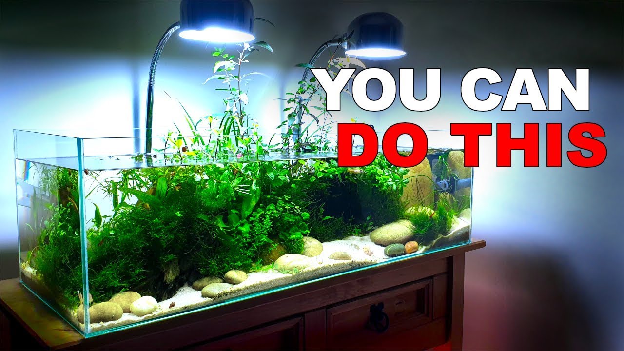 SIMPLE Hillstream Aquarium for BEGINNERS (How To No Ferts No co2 No