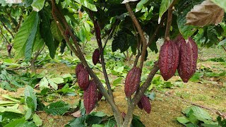QUAL O MELHOR TIPO DE SOLO (TERRA) PARA O CULTIVO DO CACAU.