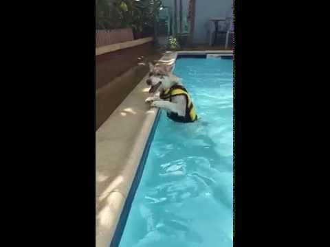 Funny Husky at pool