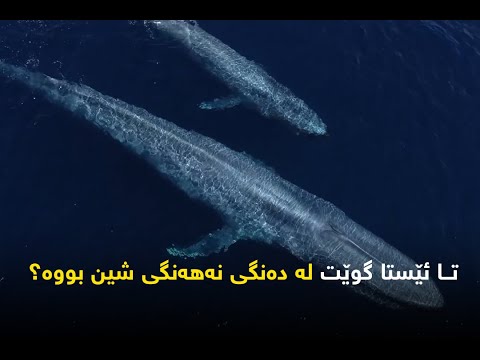 تا ئێستا گوێت له ده نگی نه هه نگی شین بووه