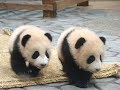 赤ちゃんパンダの落下シーン💓Fall scene of baby panda