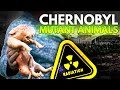 Something Unexpected is Happening in Chernobyl