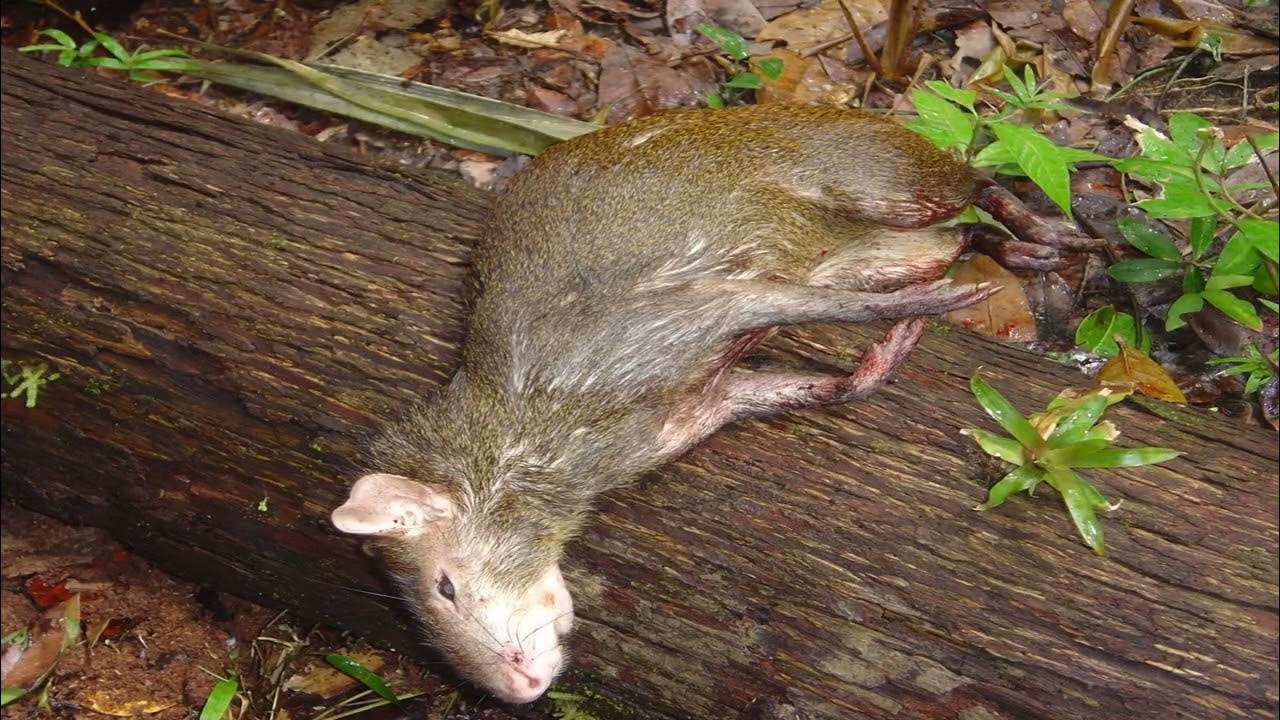 Toco Hunting 2023 Trinidad & Tobago South Eastern Hunters Association