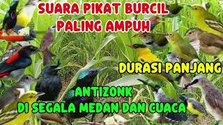 Suara pikat burcil burcil paling ampuh durasi panjang.