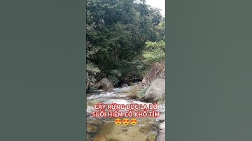 CÂY RỪNG ĐỘC LẠ BỜ SUỐI HIẾM CÓ KHÓ TÌM TRONG RỪNG SÂU.