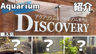 [Aquarium]アクアリウム&パルダリウム専門店　Discovery　３種類の熱帯魚購入！