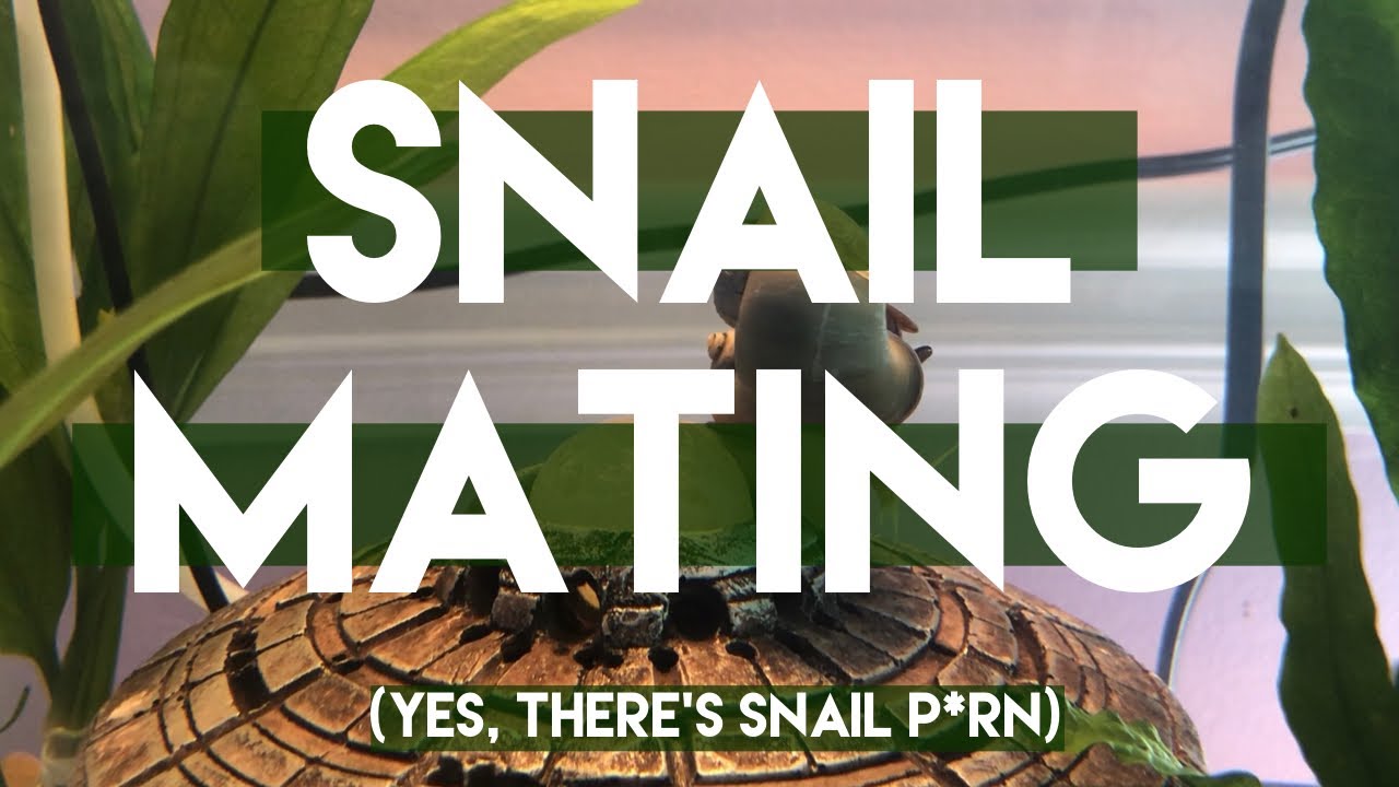 Mystery Snail Mating And Gender