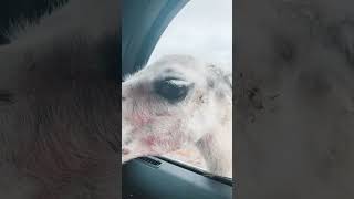 Llama Spits Inside Car When Family Offers Food to It - 1501004