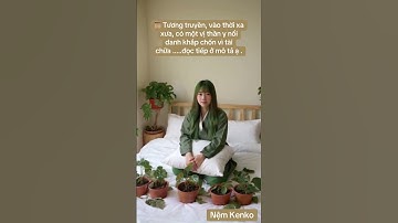 🌿 Gối Thảo Dược Đinh Lăng – Bí Mật Giấc Ngủ An Lành Của Thần Y Thời Xưa