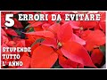 stella di natale: 5 errori da evitare per non farla seccare, ed avere piante bellissime a dicembre