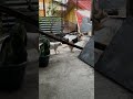 This Silly Cat Is Starting Trouble Again #cat #animals #cuteanimal #cutecat #cute
