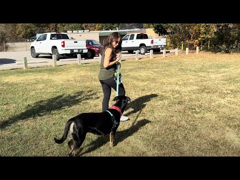 Outdoor Leash Training | 2 Thumbs Up RVA Dog Training