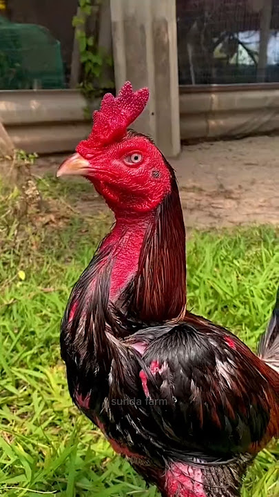 AYAM PAMA IQ #sundafarm