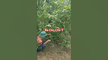 Kỹ Thuật Tỉa Cây Măng Lục Trúc