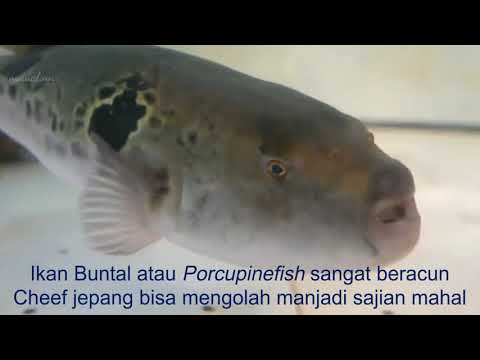 #ikanbuntalberacun #cheefjepangmasakbuntal #Porcupinefish Ikan buntal beracun dimasak cheef jepang