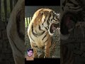 The voice of tiger tiger animals