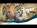 The smallest tiger? - Sumatran Tigers Need To Know Facts [Paignton Zoo]