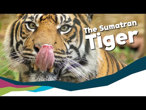 Video: Skillnaden Mellan Bengal Tigers Och Sumatran Tigers