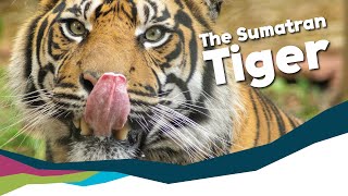 The smallest tiger?  Sumatran Tigers Need To Know Facts [Paignton Zoo]