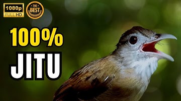 MASTERAN KAPAS TEMBAK GACOR DOR TERBARU❗️ KAPAS TEMBAK GACOR LAGU DAN SPEED PAS BUAT PANCINGAN